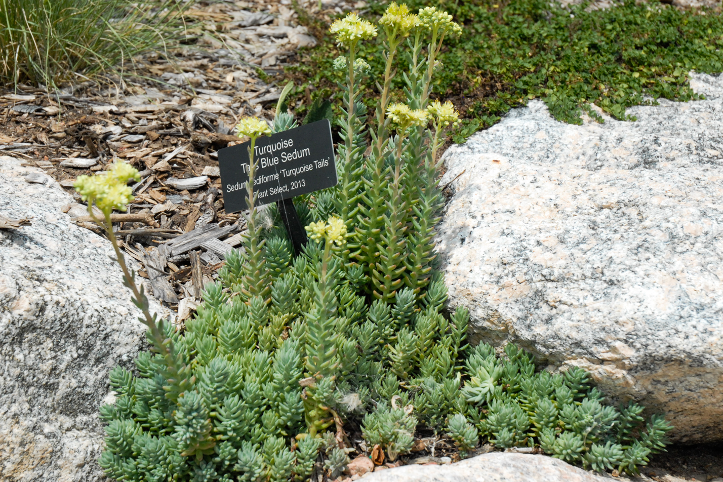 Turquoise Tails Blue Sedum